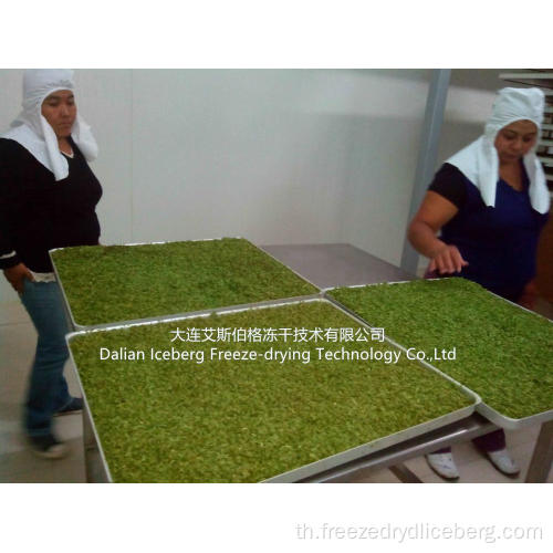 Spring Onion Freeze Dryer